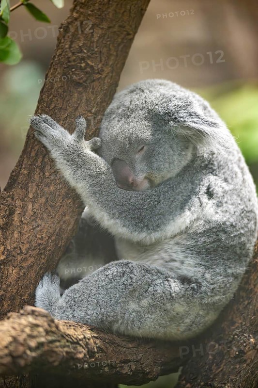 Koala (Phascolarctos cinereus) sitting on a tree, captive, distribution South Australia, Australia, Oceania