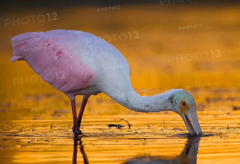 Animals Birds Roseate spoonbill (Ajaia ajaia), Florida