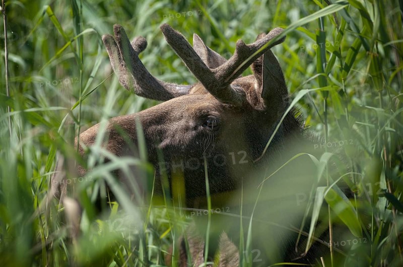 Alces alces, artiodactyla, elk, even-toed ungulates, mosses, cloven-hoofed animals, mammals