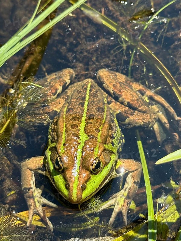 A pool frog (Pelophylax esculentus) lying in the water, Upper Bavaria, Bavaria, Germany