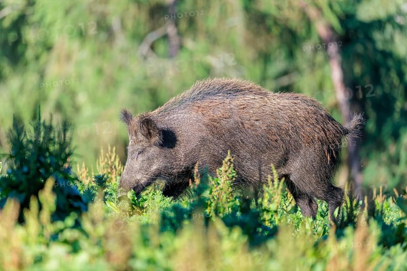 A female wild boar (Sus scrofa) stands on a mound in a green clearing on a sunny morning. Bavaria, Germany