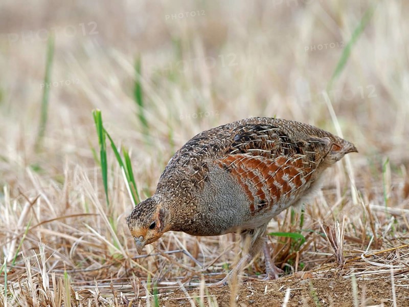 A partridge (Perdix perdix) foraging on a mown meadow, Solms, Hesse, Germany