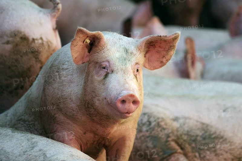 Domestic pig (Sus scrofa domesticus), portrait, free-range, sunlight, Germany