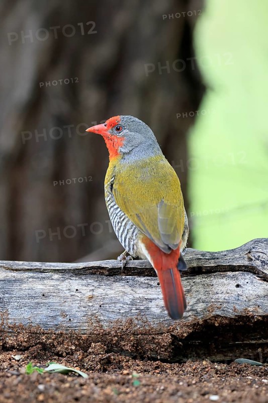 Colourful Astrild (Pytilia melba), adult male, alert, perched on a tree trunk, Kruger National Park, South Africa