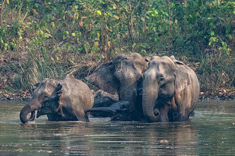 Wild elephant herd at waterhole, Asian elephant, Elephas maximus, Bardia National Park, jungle, jungle, Nepal
