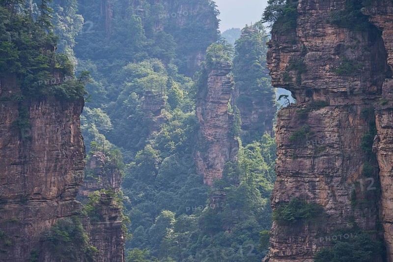 Weather pine on one of the sandstone pillars, panoramic view of the quartz sandstone pillars of the Tianzi Mountains in Zhangjiajie National Park, Avatar Mountains, Halleluja Mountains, Wulingyuan, Yuanjiajie, Hunan Province, China
