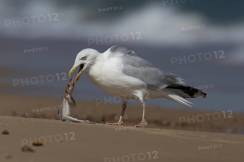 Herring gull (Larus argentatus) adult seagull bird eating a dogfish fish for food on a seaside beach, England, United Kingdom