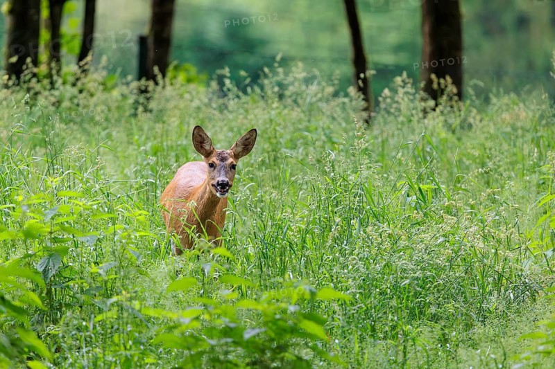 A roe deer (Capreolus capreolus) stands in a meadow with green tall grass. A fence can be seen in the background. Bavaria, Germany
