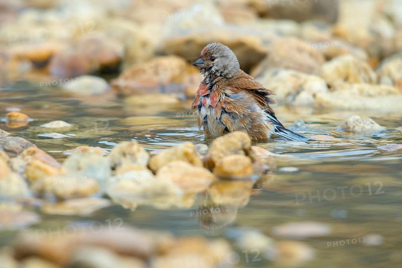 Acanthis cannabina, bloodtail, linaria cannabina, linnet, bath, bird bath, birds, hanfling, male, passeri, songbirds, songbirds, drinking, birdbath, birds, watering place