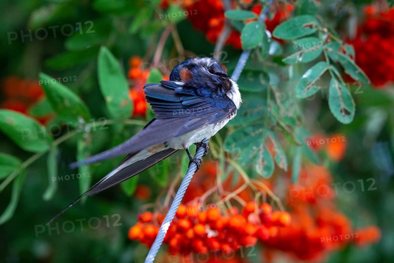 Hirundo rustica, barn swallow, birds, plumage care, passeri, swallows, songbirds, songbirds, birds