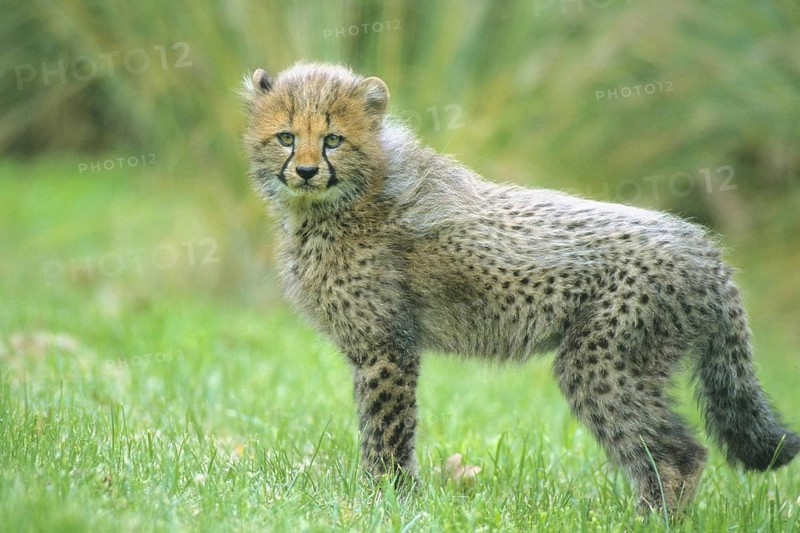 Young cheetah - Cheetah