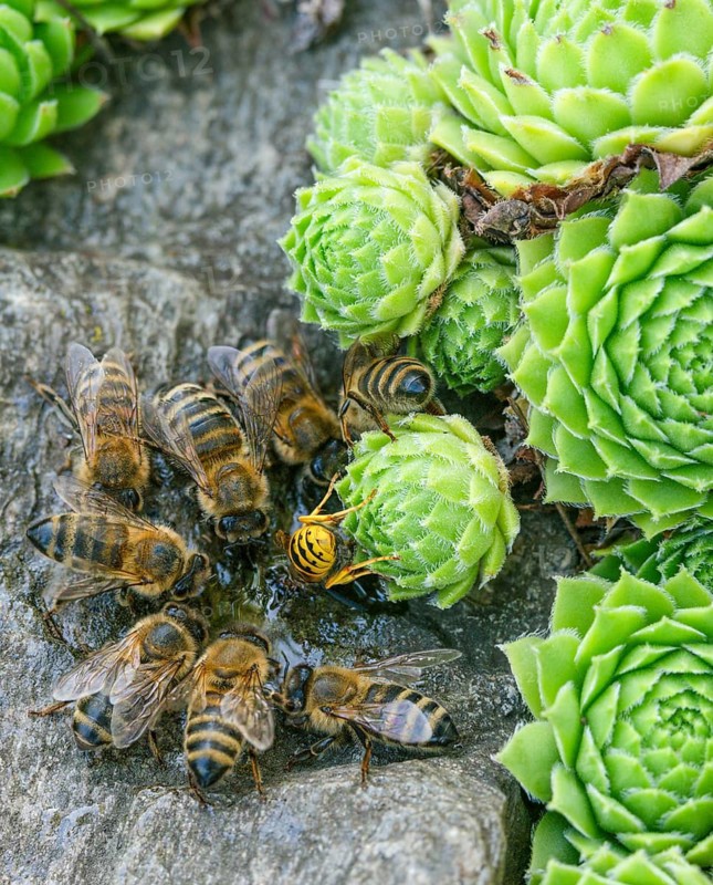 Apidae, Apis Mellifera, bees, European honey bee, hymenoptera, western honey bee, western honey bee, high size, portrait format, honey bee, honey bee, insects, insects, drinking, drinking, watering, water, watering place