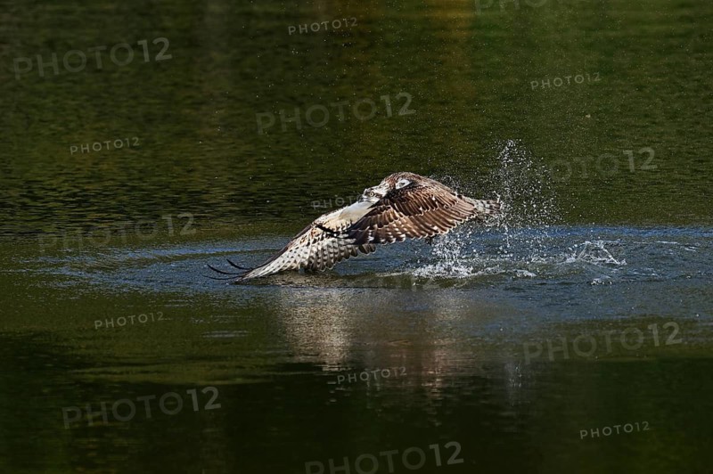 An osprey (Pandion haliaetus) takes off from the water after hunting, with a fish caught in its talons, North Rhine-Westphalia, Germany