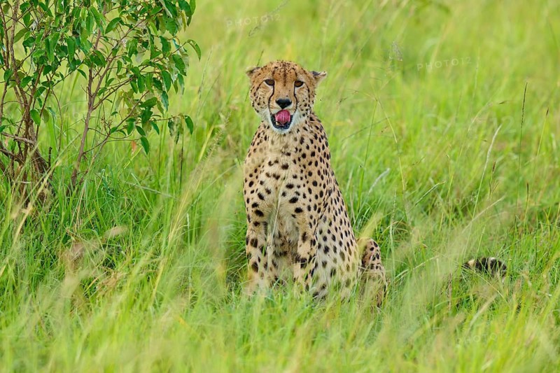 A yawning cheetah sits in the grass, its face showing signs of tiredness, cheetah (Acinonyx jubatus), Masai Mara National Reserve, Narok County, Kenya