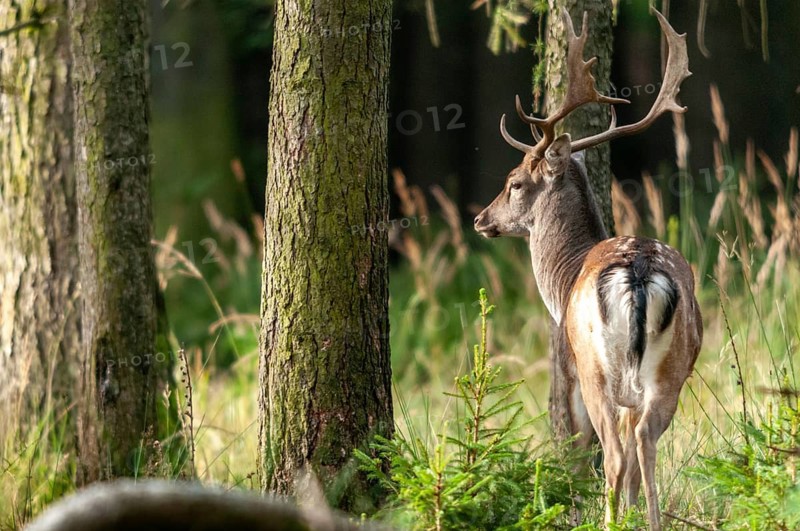 Dama dama, fallow deer, fallow deer, mammals, shovelers, mammals