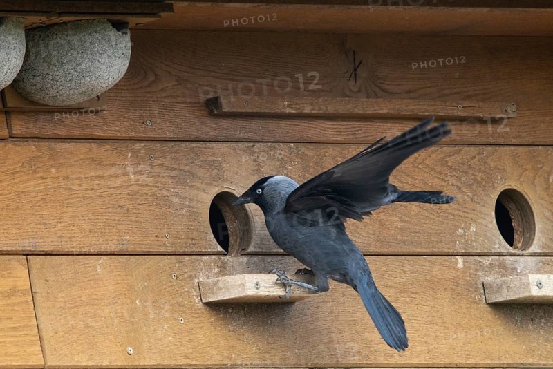Corvus monedula, jackdaw, birds, brood cave, breeding ground, corvidae family of birds, nesting aid, passeri, corvids, songbirds, birds
