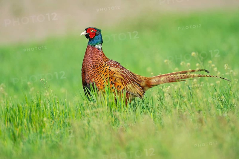 Pheasant (Phasianus colchicus), Vechta, Lower Saxony, Germany