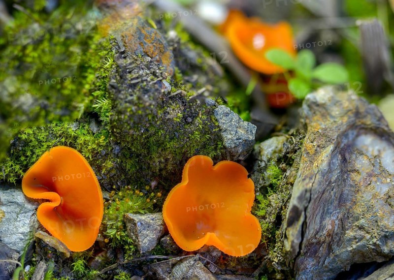 Aleuria aurantia, fiery red mug mushroom, common orange mug, orange mug, orange-red mug, peziza aurantia, fungi, fungus, orange peel fungus, mushrooms