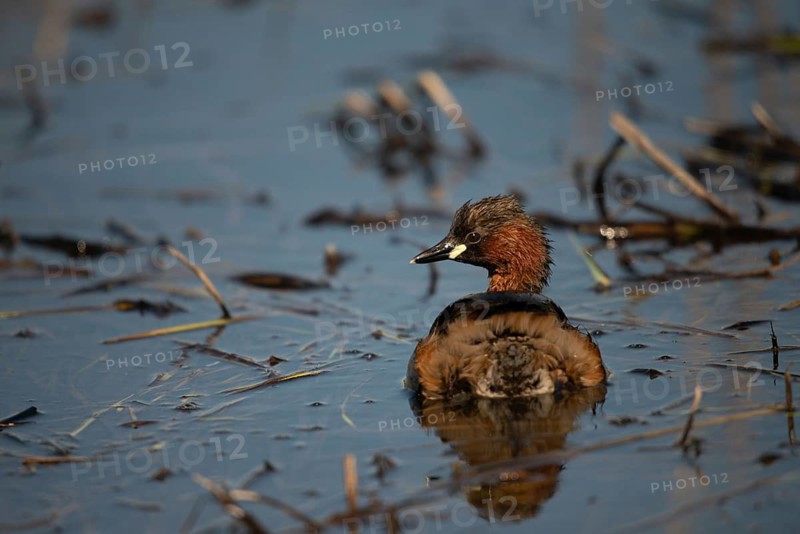 Granelli, Italy, Pantano Cuba Lagoon, Littele Grebe, Pantani Cuba and Longarini, Tachybaptus Ruficollis, Migratory Bird Sanctuary, Pantani Cuba & Longarini Migratory Bird Sanctuary, Little Grebes, Birds, Dabchick, Grebe, Italy, Grebe, Podicipedidae, Sicily, Biodiversity Foundation, Divers, Birds, Waterbirds