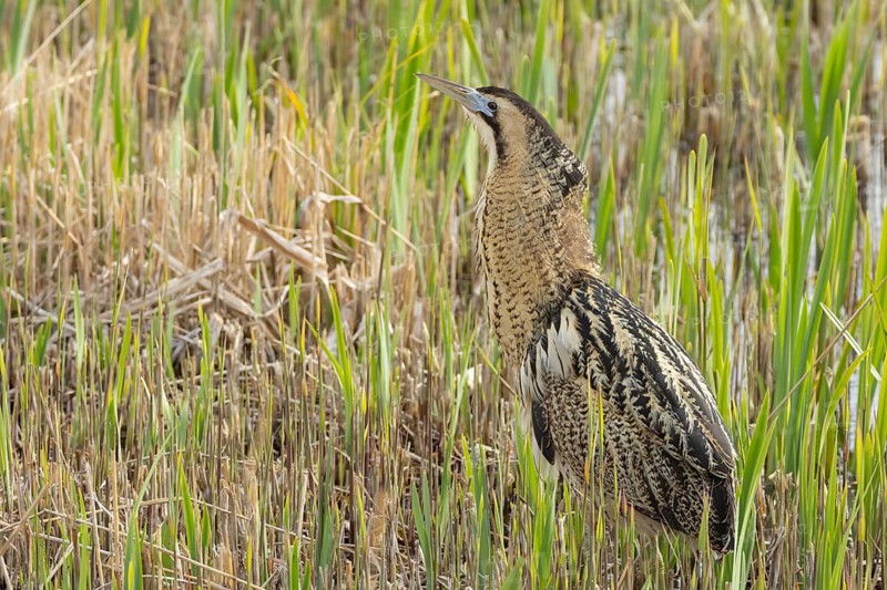 Great or Eurasian bittern (Botaurus stellaris) adult bird in a reedbed, RSPB Minsmere nature reserve, Suffolk, England, United Kingdom