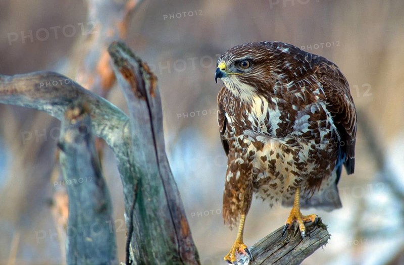 Accipitriformes, Buteo Buteo, Buzzard, Buzzard, Birds of Prey, Raptors, Birds