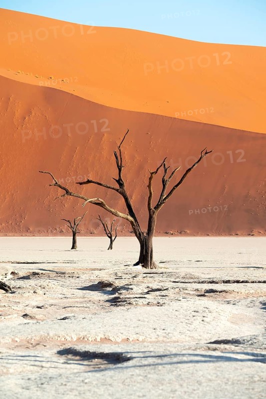 Dead trees in front of red sand dunes, atmospheric white salt pan Dead Vlei, Sossusvlei, Namib, Namib Desert, Namibia