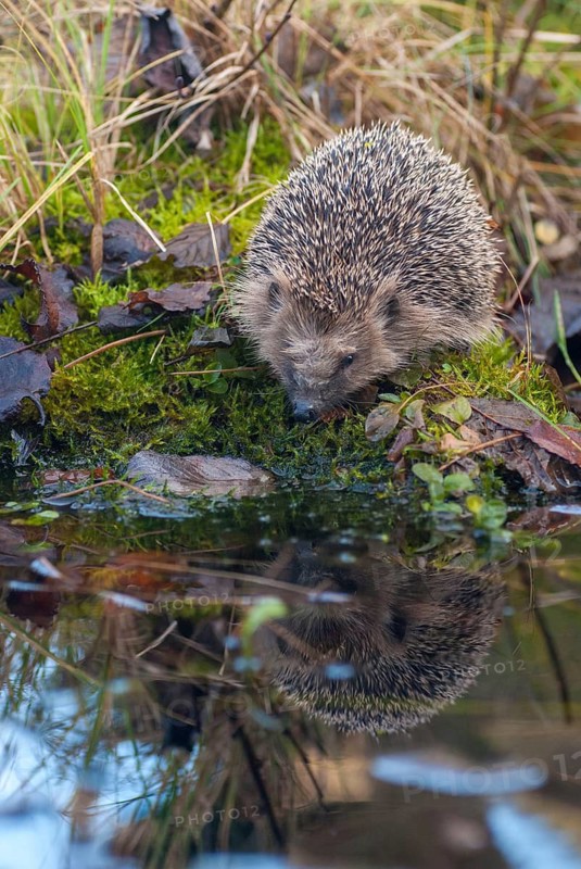 Erinaceus europaeus, hedgehog, insectivora, insectivora, insectivora, high size, portrait, mammals, prickly, mammals