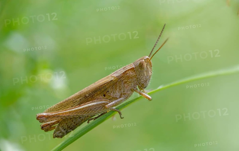 Acrididae, Caelifera, Chorthippus dorsatus, field locusts, gomphocerinae, short-feeler, steppe grasshopper, meadow grasshopper, grasshopper, grasshoppers, insects, female