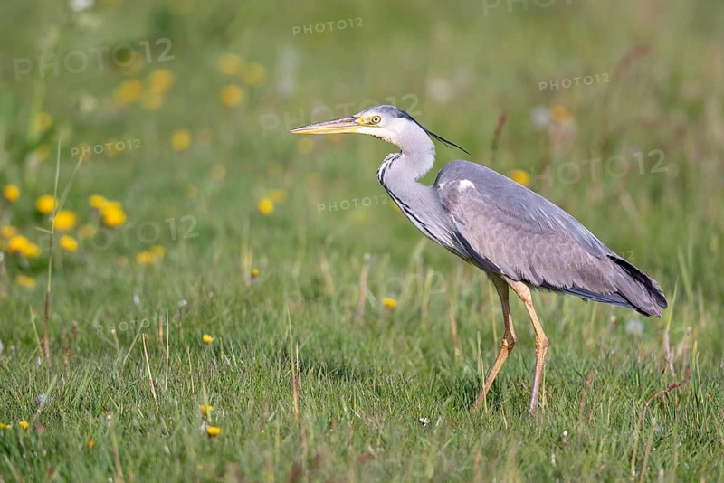 Grey Heron (Ardea cinerea), Dümmer, Lembruch, Lower Saxony, Germany