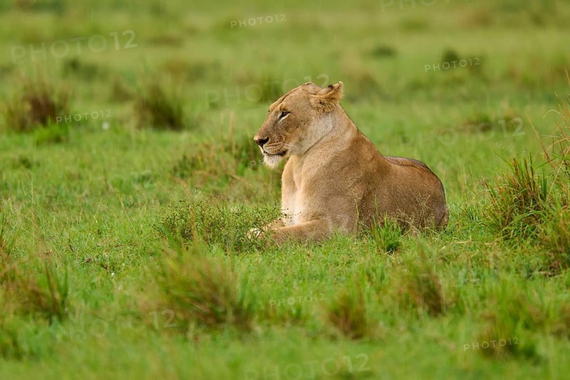 A lioness lies calmly in the grass of a green savannah landscape, lioness (Panthera leo), Masai Mara National Reserve, Narok County, Kenya
