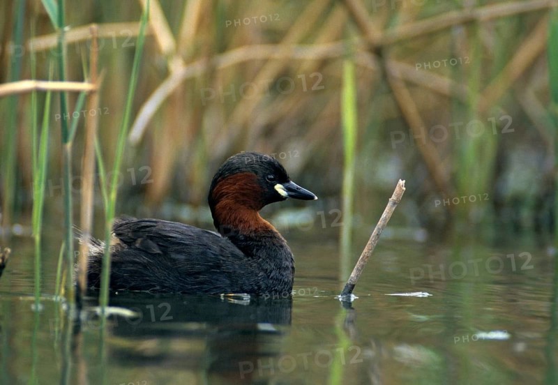 Littele Grebe, Tachybaptus Ruficollis, Little Grebe, Birds, Dabchick, Grebe, Grebe, Mirror, Podicipedidae, Mirror Image, Diver, Birds, Waterbirds