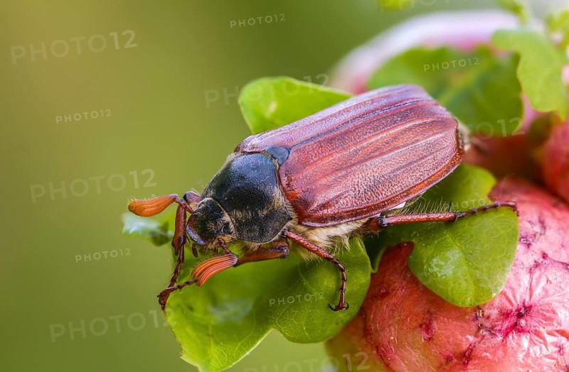 Leaf horn beetle, field may beetle, common may beetle, may bug, melolontha melolontha, scarabaeidae, beetle, cockchafer, coleoptera, doodlebug, insects, beetles