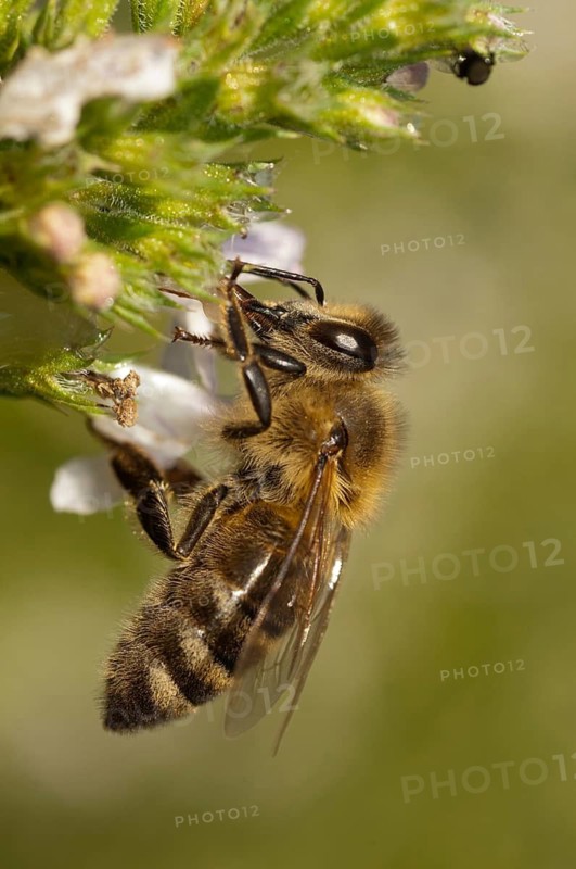 Apidae, apis mellifera, bees, European honey bee, European honeybee, hymenoptera, western honey bee, western honey bee, high size, portrait format, honey bee, honeybee, insects, wild bees