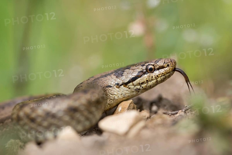 Coronella Austriaca, smooth snake, critters, reptilia, reptilia, reptiles, snakes, snakes