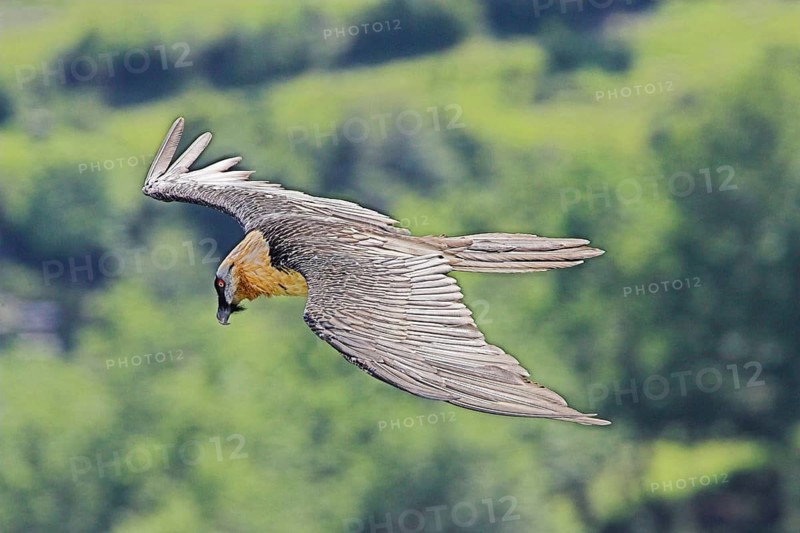 Animals, birds, vultures, Ordessa National Park, Pyrenees, Spain, bearded vulture (Gypaetus barbatus), Ordessa National Park, Pyrenees, Spain