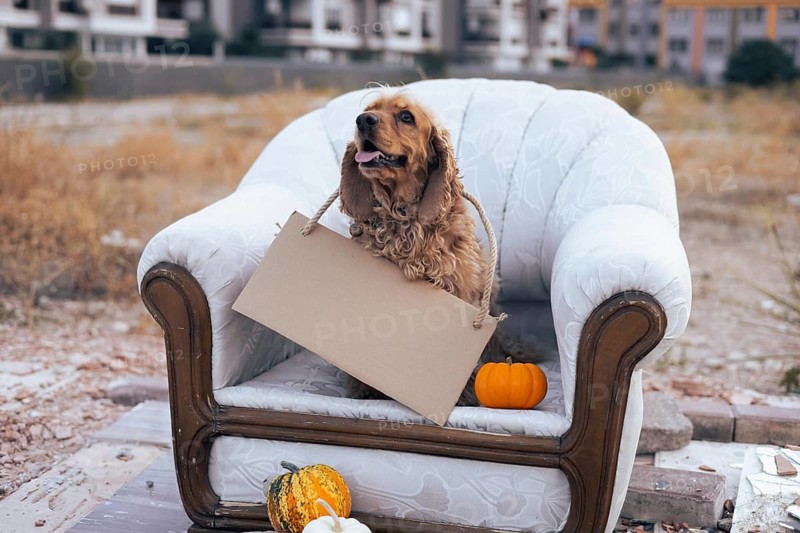 A cheerful dog sits comfortably on a vintage sofa, holding a blank sign with a rope. The cozy atmosphere is enhanced by the presence of small pumpkins and gourds scattered nearby, highlighting the autumn season. Copy space and mock up for text