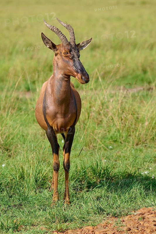 An antelope standing upright with horns in a green setting, topi (Damaliscus lunatus jimela), Masai Mara National Reserve, Narok County, Kenya