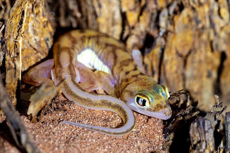 Palmato gecko (Pachydactylus rangei), night shot, NamibRand Nature Reserve, Namib Desert, Namibia