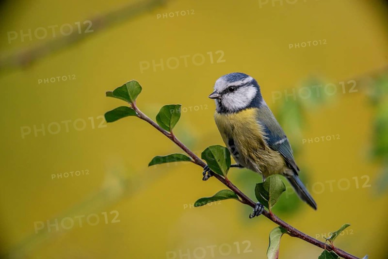 Blue tit, parus caeruleus, birds, tits, passeri, songbirds, songbirds, tits, birds