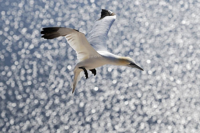 Gannet, Sula Bassana, Nortern Gannet, seabird on the rock of Heligoland, Heligoland, Germany