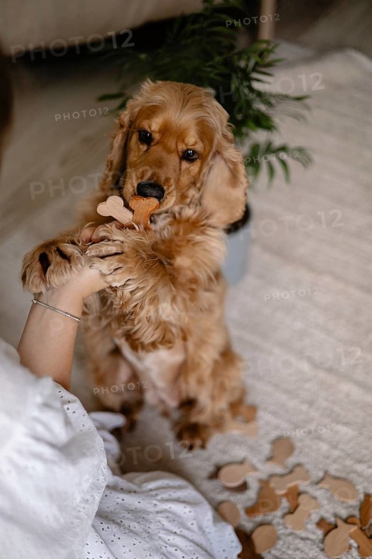 An attentive dog cocker spaniel interacts with a person holding wooden bones in a sitting position
