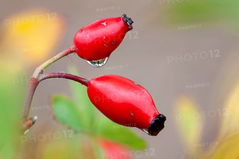 Rose hip, dog rose (Rosa canina), Vechta, Lower Saxony, Germany