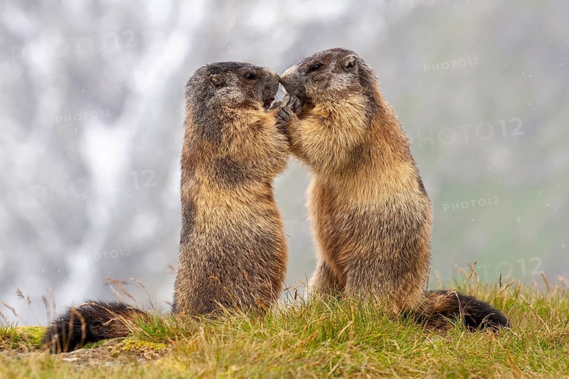 Alpine marmot (Marmota marmota), Heiligenblut, Carinthia, Austria