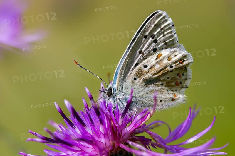 Lysandra coridon, polyommatus coridon, silver-blue, silver-green blue, silver-green blue, butterfly, chalkhill blue, insects, butterflies, butterflies, butterflies