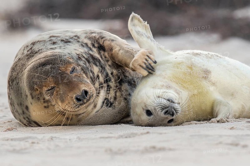 Grey seal (Halichoerus grypus), young seal with its mother, Nordesee, Heligoland, Schleswig-Holstein, Germany