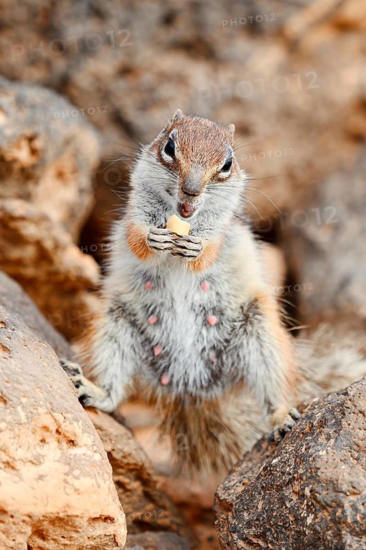 Atlantic ground squirrel or North African bristly ground squirrel (Atlantoxerus getulus), a female standing on rocks and feeding, Fuerteventura, Canary Islands, Spain