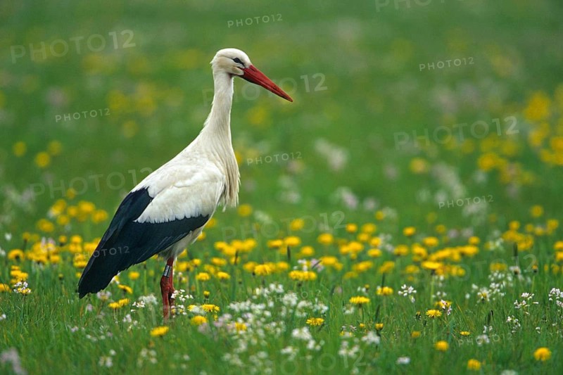 Animals, birds, stork, storks, (Ciconia ciconia) A white stork standing in a meadow, Germany, Federal Republic of Germany