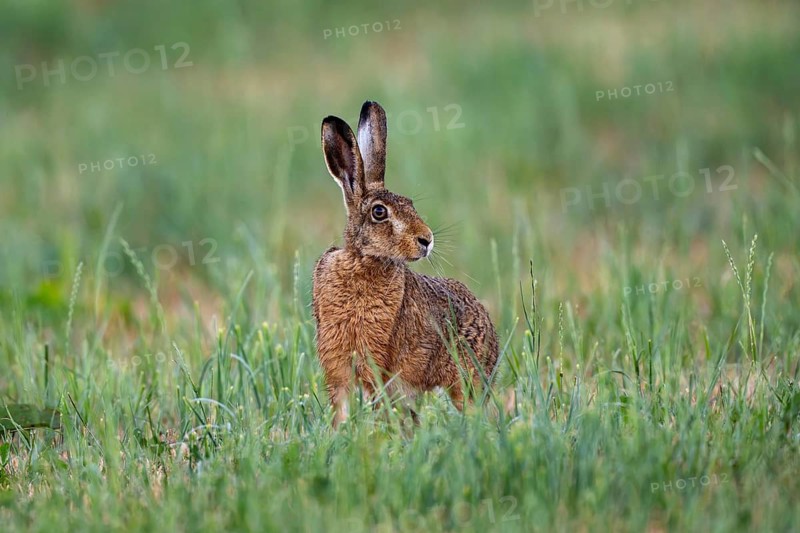 European hare (Lepus europaeus), Vulkaneifel, Rhineland-Palatinate, Germany