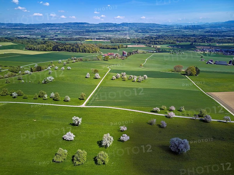 Blooming fruit trees, Beinwil, Freiamt, Canton of Aargau Switzerland