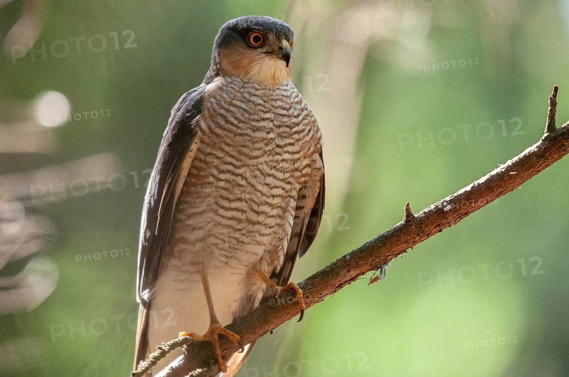 Accipiter Nisus, Accipitriformes, Sparrowhawk, Sparrowhawk, Birds of Prey, Raptor, Raptors, Birds